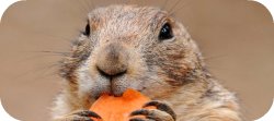 Thumbnail image for Beating the Munchies