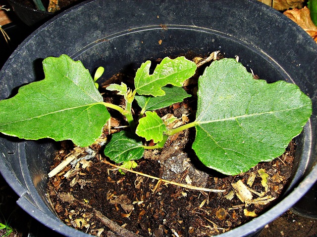 [Fig plant[4].jpg]