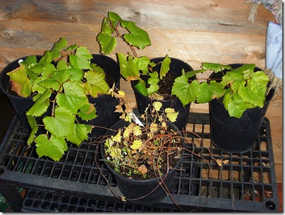 Vines & Hop plant