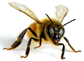 Honey bee 01