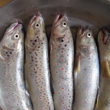 ... bravo pescatore! 5 trote