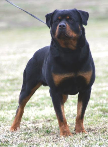 Dangerous+dog+breeds+in+india