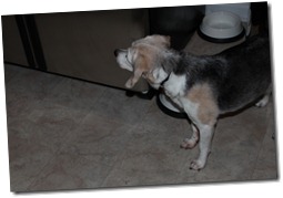 IMG_1372 IMG_1372