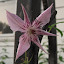 Clematis