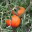 Tomato 'Hillbilly'