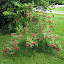 Really thorny rose