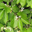 Honeysuckle