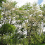 Black Locust