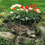 Greigii Tulip 'Donna Bella'