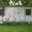 Grandmother's Iris