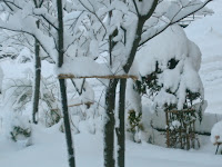 See that rope? This is providing crucial support to this tree.