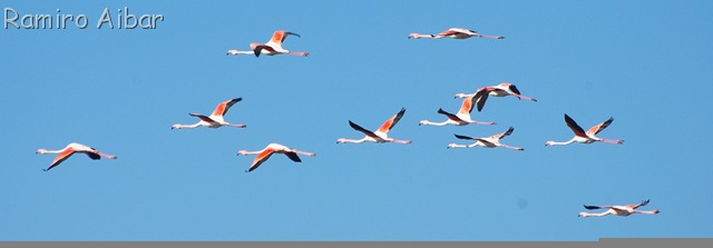 [flamencos en vuelo 2[7].jpg]