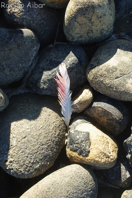[piedras y pluma de flamenco, idea original foto del Charly[14].jpg]