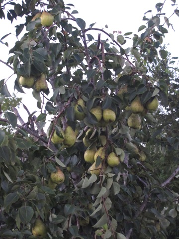 [pear tree1[14].jpg]