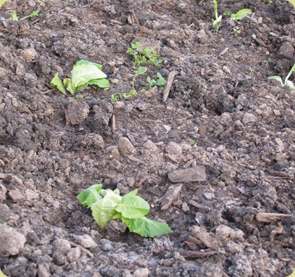 baby lettuce plants