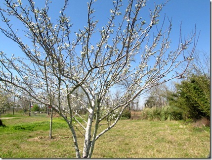 plum outside1 plum outside1