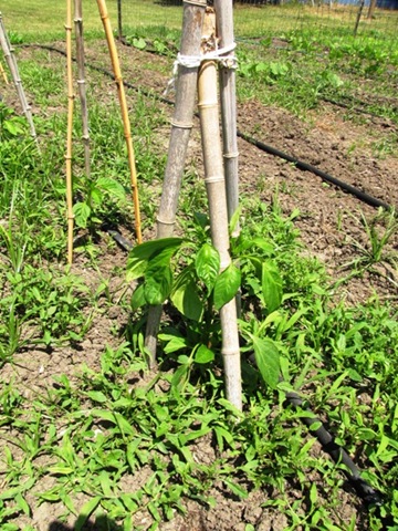 [bamboo for peppers[3].jpg]