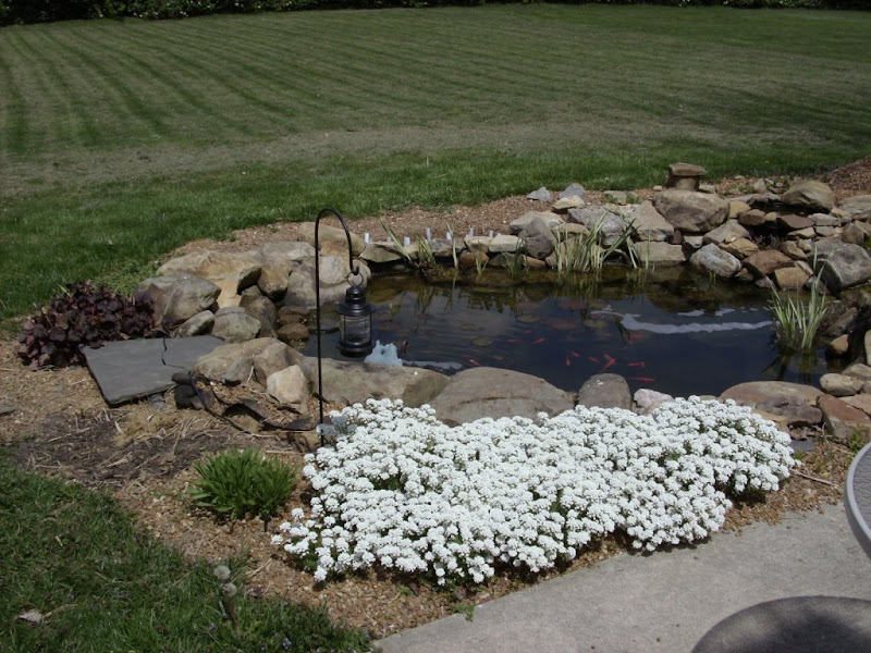 Edge of pond groundcover