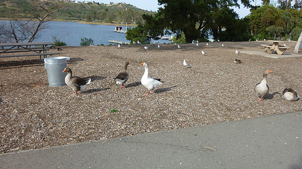 Lake Miramar