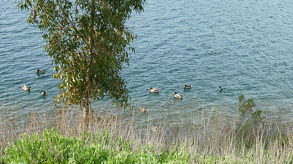 Lake Miramar