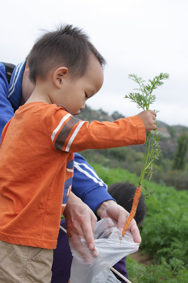 Aidan picking carrots
