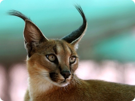 Beautiful_Pictures_Of_Animal_Photography_12