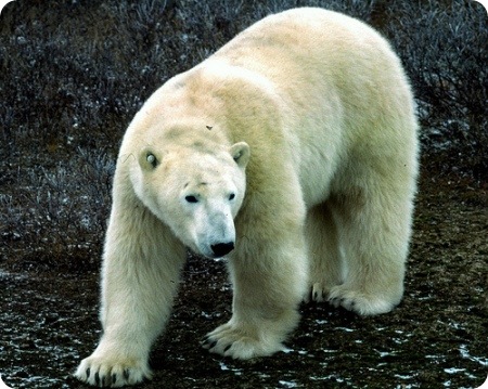 Beautiful_Pictures_Of_Animal_Photography_16