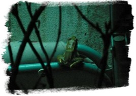 Frog I