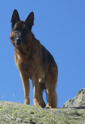 les riders ont ils des animaux de compagnies - Page 2 SV100672