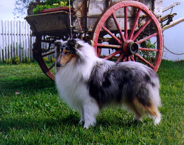 [Dog[1][2].jpg]