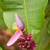 _MG_2408.jpg, Jardin de Balata, Martinique, mai 2009