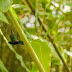 _MG_2424.jpg, Jardin de Balata, Martinique, mai 2009