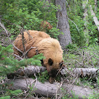 A black bear prowls the Garnet Canyon Trail
