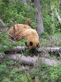 A black bear prowls the Garnet Canyon Trail