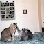 George and Leo in the 90s. My mom captioned it I dub thee, Sir George, The Developmentally Disabled.
http://cheezburger.com/View/3792541952