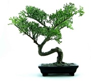 [bonsai[4].jpg]