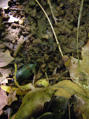 big beetle