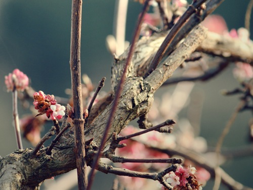 signs_of_spring_by_LittleBlackUmbrella