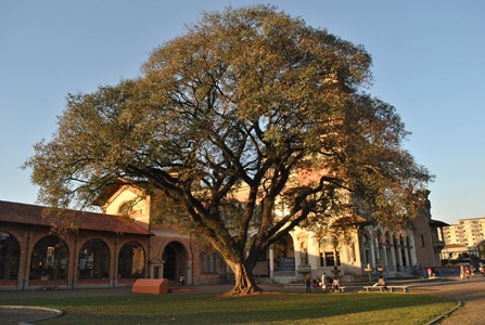 Árvore no Palácios das Indústrias - Parque Dom Pedro II. Foto: Flaviana Serafim Árvore no Palácios das Indústrias - Parque Dom Pedro II. Foto: Flaviana Serafim