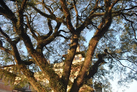 Árvore no Palácios das Indústrias - Parque Dom Pedro II. Foto: Flaviana Serafim Árvore no Palácios das Indústrias - Parque Dom Pedro II. Foto: Flaviana Serafim