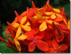 Santan & Spider