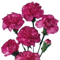 [carnations3.jpg]