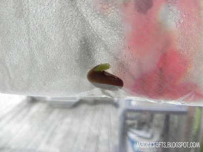 bean seed in plastic bag