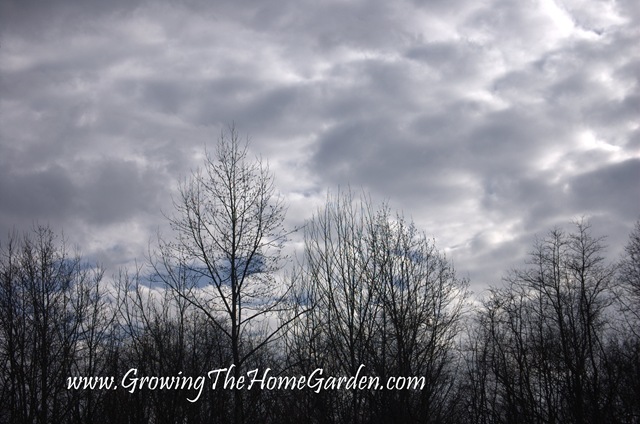[Gray January Skies in Tennessee 1-2010-1[5].jpg]