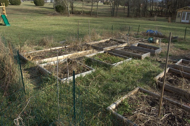 [Vegetable Garden in Winter 1-2010-1[5].jpg]