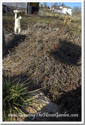 'Walker's Low' Catmint in January 1-2010-1 'Walker's Low' Catmint in January 1-2010-1