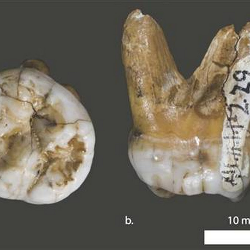 Dall'Asia ecco Denisovan, il cugino del Neanderthal.