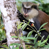 grenada attractions  Annandale Waterfalls Pictures