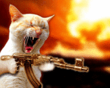Rambo-katt.gif