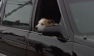 [ns-chance-hearse[3].jpg]
